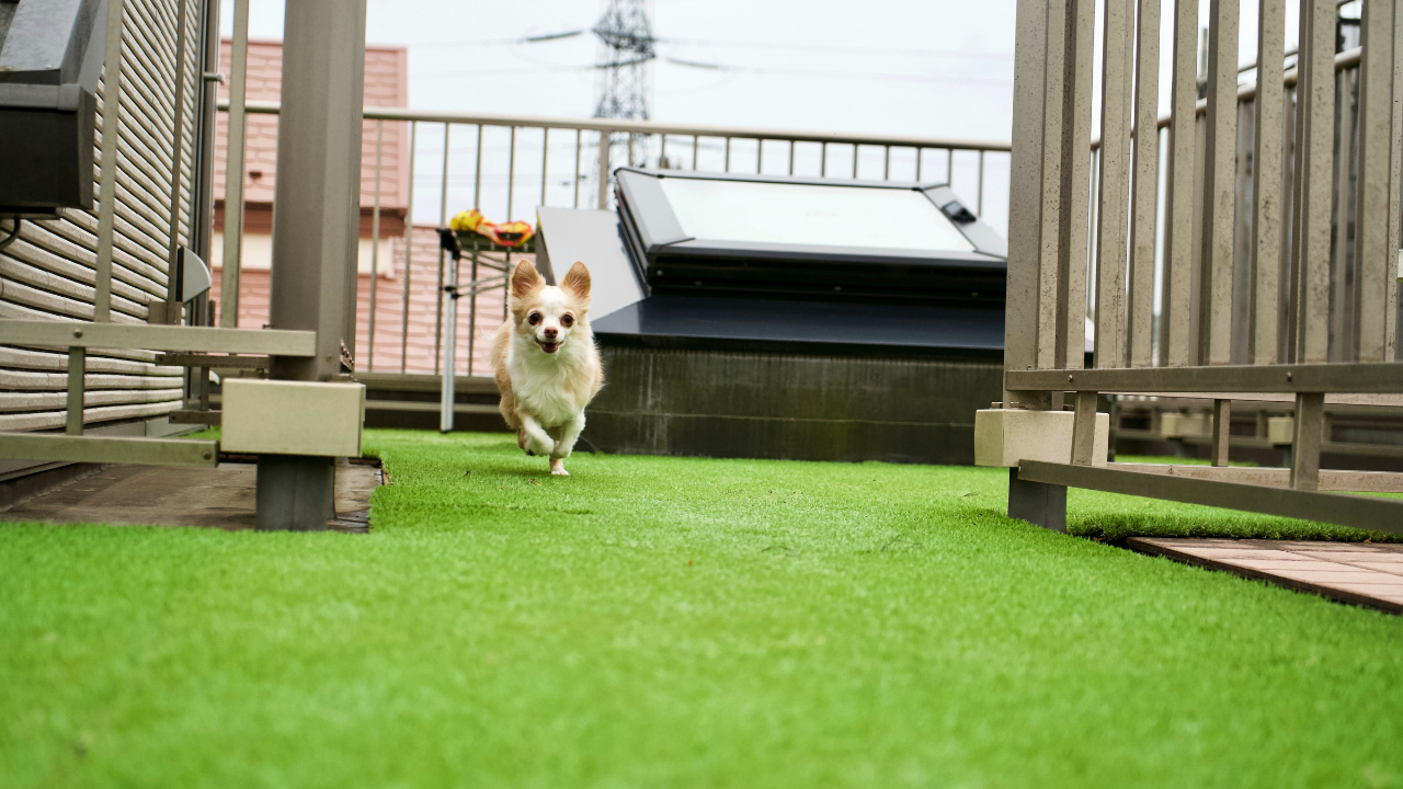 What’s the best artificial grass for pets?